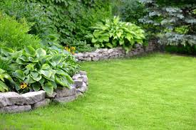 Essential Lawn Care Tips for a Lush Green Lawn I Freddy & Co.