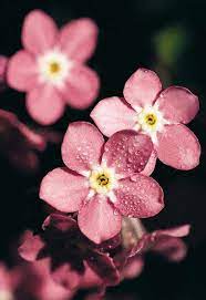 Check spelling or type a new query. 79 Forget Me Nots Ideas In 2021 Beautiful Flowers Flowers Forget Me Not