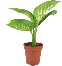 Image result for beautiful dieffenbachia