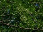 Image result for Dalbergia melanoxylon