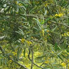Image result for Acacia pentagona