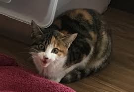 My neighbors cats are killing all the birds in the neighborhood or at least in my yard. A Neighbours Cat Keeps Killing More Like Decimating Birds In My Garden The Mess Is Enormous Every Time And I Refuse To Clean It Up Anymore How Can I Repel Them Is