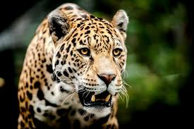 Jaguars jaguars are the largest species of cat in the western hemisphere. Free Download Big Cats Jaguars Glance Snout Animal R Wallpaper 4000x2670 For Your Desktop Mobile Tablet Explore 93 Jaguares Wallpapers Jaguar Wallpaper Jaguares Wallpapers Jaguar Animal Wallpaper
