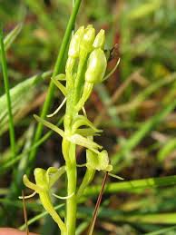 Image result for Microcharis latifolia