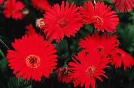 Image result for Gerbera jamesonii