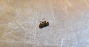 There is something amazing about this city! Flea Control Albuquerque Extermination Removal A Extreme Pest