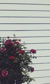 Enjoy and share your favorite beautiful hd wallpapers and background images. Grunge Rose Aesthetic Desktop Wallpapers Top Free Grunge Rose Aesthetic Desktop Backgrounds Wallpaperaccess