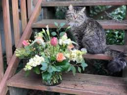 Maybe you would like to learn more about one of these? Where To Buy Flowers In Charlotte Charlotte Parent