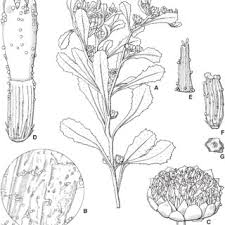 Image result for Litogyne gariepina