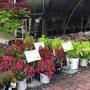 Heritage Nursery and Landscaping from oldheritagegardencenter.com