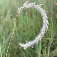 Image result for Elionurus