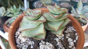 The succulent source is a family run certified nursery selling succulents & cuttings for weddings, events, & gardens. The Succulent Source Review Unboxing Video