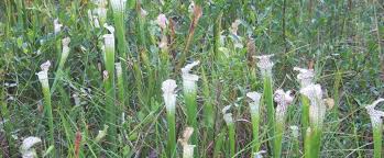 Image result for Sorghastrum fuscescens