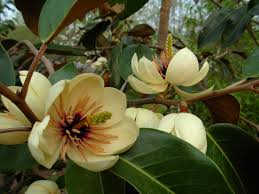 Image result for Mechowia grandiflora