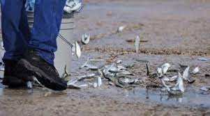 La lluvia de peces es un acontecimiento insólito pero real que se caracteriza por la caída o lluvia de peces del cielo. Sabes Porque Se Produce La Lluvia De Peces Criterio Hn