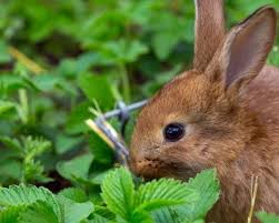 Maybe you would like to learn more about one of these? How To Keep Rabbits Out Of Your Garden Garden Design