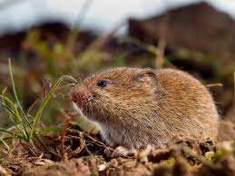 Maybe you would like to learn more about one of these? How To Fix Vole Lawn Damage Owenhouse Ace Hardware