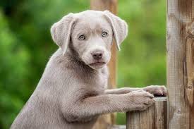 Balls, sticks, small boats and even children who might happen to go for a swim. Silver Lab Your Guide To The Silver Labrador Retriever