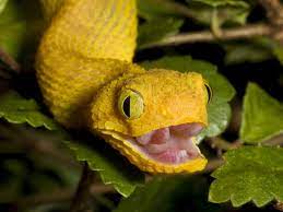 And now unsplash photographers have given them their due justice, with a huge collection of pristinely beautiful snake images. We May Have Snakes To Thank For Our Acute Vision 13 7 Cosmos And Culture Npr