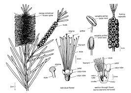 Bottlebrush Callistemon Australian Plant Information