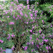 Image result for Indigofera garckeana