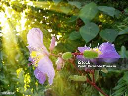 Image result for Clappertonia ficifolia