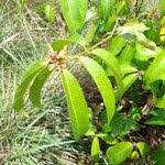 Image result for Landolphia owariensis