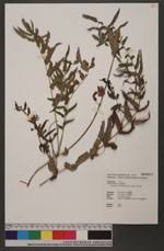 Image result for Ampelopteris