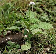 Image result for Heliotropium indicum