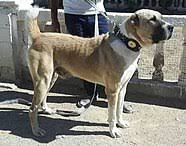 Central asian shepherd dog (alabai) breed history. Central Asian Shepherd Dog Wikipedia