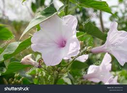 Image result for Ipomoea violacea