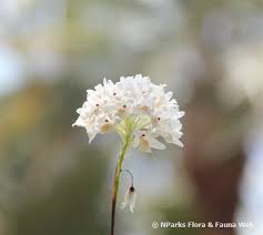 Image result for Polystachya melanantha