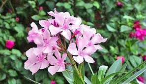 Im herbst oder winter nicht beschneiden, da dies. Wer Oleander Schneiden Mochte Sollte Das Im Herbst Oder Fruhjahr Tun Aber Es Kommt Beim Oleander Zuruckschneiden Au Oleander Schneiden Garten Pflaster Garten