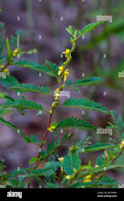 Image result for Chamaecrista falcinella