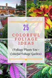 25 Colorful Foliage Ideas Foliage Plants List Foliage Garden Foliage Plants Plant List Foliage
