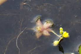 Image result for Utricularia stellaris