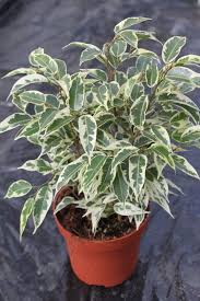 Image result for ficus benjamina en casa