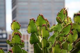 Image result for Euphorbia cooperi