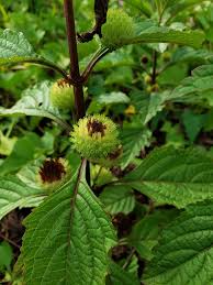 Image result for Hyptis