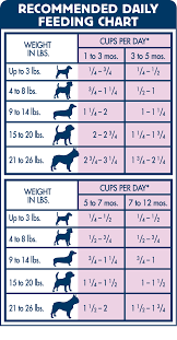 Puppy Feeding Schedule Examples And Forms