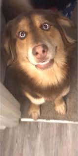 Kodiak is here for the #teefchallenge