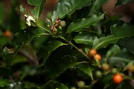 Image result for Aidia micrantha