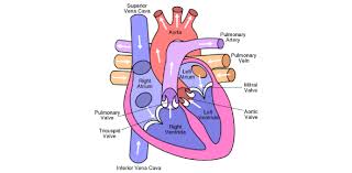 Jun 10, 2021 · a comprehensive database of more than 15 human biology quizzes online, test your knowledge with human biology quiz questions. Basic Biology Questions On Heart Quiz Proprofs Quiz