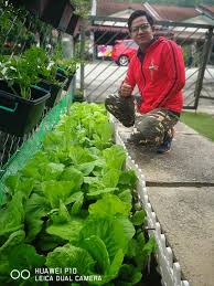 Tanam sawi atas simen tepi rumah. Cikgu Kebun Academy Cara Tanam Sayur Sawi Emas
