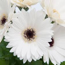Image result for Gerbera jamesonii