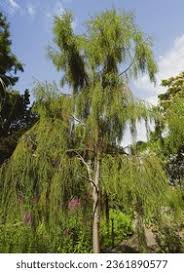 Image result for Dacrydium cupressinum