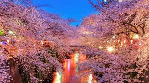 Only the best hd background pictures. Free Download Hanami Blossom Sakura Japan Wallpaper Background 4k Ultra Hd 3840x2160 For Your Desktop Mobile Tablet Explore 46 Japan Wallpaper 4k Japanese Desktop Wallpaper 4k Nature Wallpaper Spring