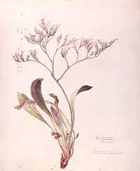 Art Lavender Botanical Illustration By Beatrix Potter Sea Lavender 1899 Botanical Illustration Beatrix Potter Illustrations Botanical Drawings