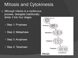 Cytokinesis is the final stage in the cell cycle, when a new generation of daughter cells is formed through the splitting of the cytoplasm and the separation of the two identical cells. Biology 6 2 Mitosis And Cytokinesis Ppt Video Online Download