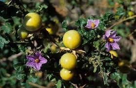 Image result for Solanum linneanum
